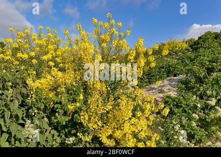 Helgoland-Steinkohl (Brassica oleracea), Blütenstand, endemisch, Helgoland, Nordsee, Schleswig-Holstein, Deutschland Stockfoto