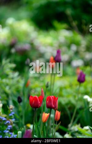 tulipa, Tulpe, Tulpen, Mischung, gemischte Kombination, Rand, Bett, rot, orange, lila, RM Floral Stockfoto