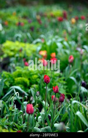 tulipa, Tulpe, Tulpen, Mischung, gemischte Kombination, Rand, Bett, rot, prange, lila, RM Floral Stockfoto