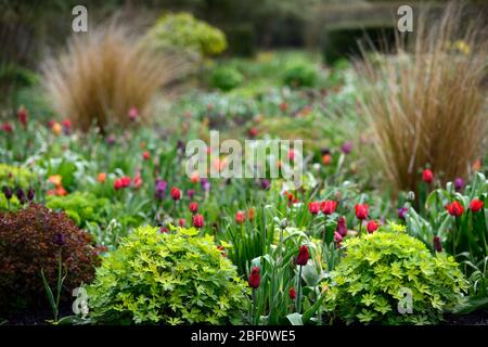 tulipa, Tulpe, Tulpen, Mischung, gemischte Kombination, Grenze, Bett, rot, orange, lila, Gras, Gräser, Mischung, gemischte Pflanzenkombination, Schema, Grenze, Grenzen, Bett, Betten, RM Stockfoto