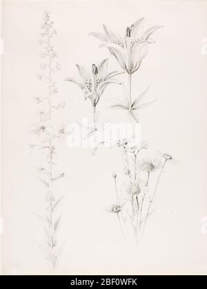 Ohne Titel Lily Daisy Hibiscus. Stockfoto