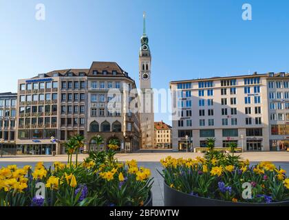 Narzissen in Blumentöpfen auf dem Marienplatz, Kirchturm der St. Peter-Kirche, Altstadt, München, Oberbayern, Bayern, Deutschland Stockfoto