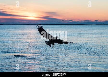 Weißkopfseeadler in Alaska bei Sonnenuntergang Stockfoto