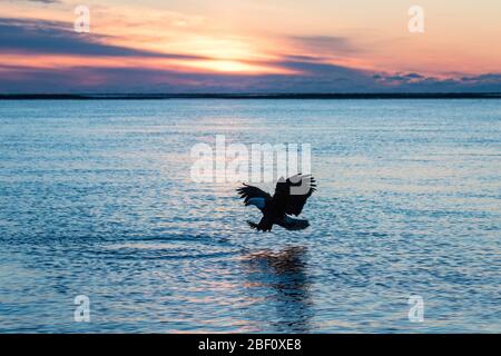 Weißkopfseeadler in Alaska bei Sonnenuntergang Stockfoto