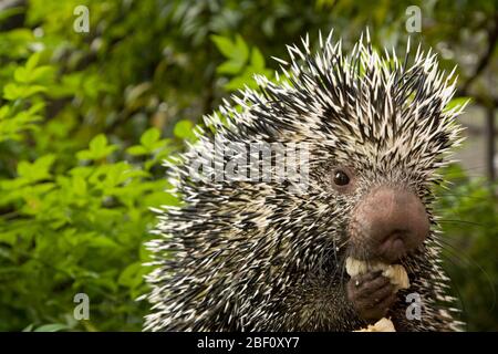 Prehensiletailed Porcupine. Clark,Arten: Prehensilis,Gattung: Coendou,Familie: Erethizontidae,Ordnung: Rodentia,Klasse: Mammalia,Stamm: Chordata,Königreich: Animalia,Nagetier,Prehensilschwanz Stachelschwein,Stachelschwein,SMH,kleines Mammalhaus,Brasilianisches Stachelschwein,Coendu,Männchen,waagerecht Stockfoto