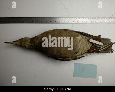 Larus argentatus smithsonianus. August 20141, 13 Stockfoto