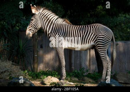 Grevys Zebra. Arten: Grevyi,Gattung: Equus,Familie: Equidae,Ordnung: Perissodactyla,Klasse: Mammalia,Stamm: Chordata,Königreich: Animalia,Grevy's Zebra,Zebra,Huftiere,Ungerade-Huftiere,Moyo,Männlich Stockfoto