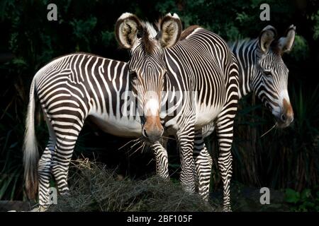 Grevys Zebra. Arten: Grevyi,Gattung: Equus,Familie: Equidae,Ordnung: Perissodactyla,Klasse: Mammalia,Stamm: Chordata,Königreich: Animalia,Grevy's Zebra,Zebra,Huftiere,Ungerade-Huftiere,Moyo,Domo,Männchen Stockfoto