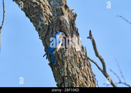 Männlich Eastern Bluebird (Sialia sialis) thront am Rand auf Nistloch in Texas Stockfoto