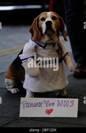 Ein Hund im Zentrum Londons hilft, lokale Helden während der landesweiten Initiative Clap for Carers NHS zu begrüßen, um NHS-Arbeiter und Pflegerinnen zu begrüßen, die gegen die Coronavirus-Pandemie kämpfen. Stockfoto