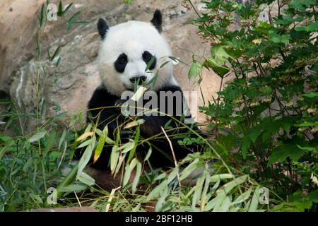 Riesiger Panda. Arten: Melanoleuca,Gattung: Ailuropoda,Familie: Ursidae,Ordnung: Carnivora,Klasse: Mammalia,Stamm: Chordata,Königreich: Animalia,Mei Xiang,Weibchen,Bär,Riesenpanda,Hof,aussen,Bambus,waagerecht Stockfoto