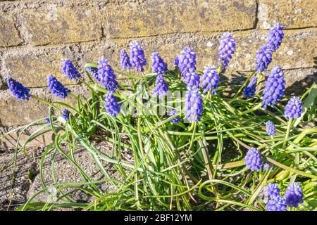 Schöne lila violette Traubenhyazinthe (lateinisch: Muscari botryoides) an einem sonnigen Frühlingstag Stockfoto