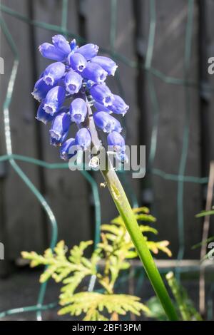 Schöne Nahaufnahme von lila violettfarbener Traubenhyazinthe (lateinisch: Muscari botryoides) an einem sonnigen Frühlingstag Stockfoto