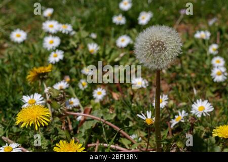 Löwenzahn im Feld aus nächster Nähe Stockfoto