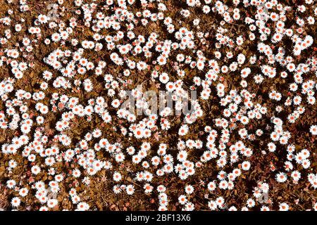 Abstraktes Hintergrundbild durch künstliche Farbmanipulation von Patch von Daises in einem Rasen mit weißen Gänseblümchen Köpfe orange Punkte & Gras UK erstellt Stockfoto