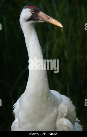Kräne. Art: americana,Gattung: Grus,Familie: Gruidae,Ordnung: Gruiformes,Klasse: Aves,Stamm: Chordata,Königreich:Animalia,Männchen,felsig,Vogel,Kranich Stockfoto