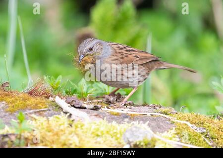 Dunnock - Prunella modularis - Moos als Nistmaterial sammeln - Schottland, Großbritannien Stockfoto