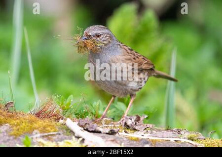 Dunnock - Prunella modularis - Moos als Nistmaterial sammeln - Schottland, Großbritannien Stockfoto