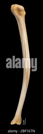 Struthio camelus. August 20141, 13 Stockfoto