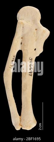 Struthio camelus. August 20141, 13 Stockfoto