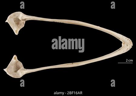 Struthio camelus. August 20141, 13 Stockfoto