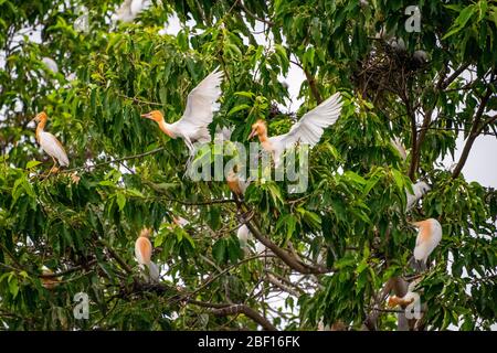 Horizontale Ansicht der Reiher in den Bäumen in Bali, Indonesien. Stockfoto