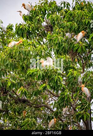 Vertikale Ansicht der Reiher in den Bäumen in Bali, Indonesien. Stockfoto