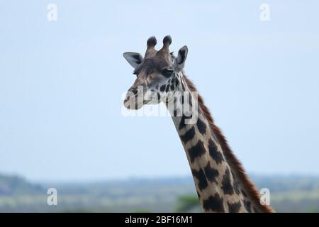Die Masai-Giraffe, auch Maasai-Giraffe, auch Kilimandscharo-Giraffe genannt, ist die größte Unterart der Giraffe. Stockfoto