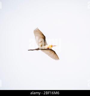 Quadratische Ansicht eines Rinderreiher im Flug in Bali, Indonesien. Stockfoto