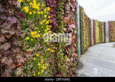 Narzissen wachsen auf vertikalen Wand, vertikale Gartenarbeit, NEC, Birmingham, Großbritannien Stockfoto