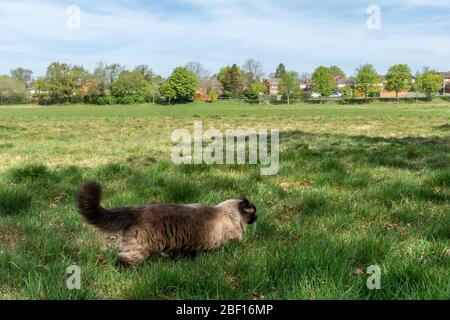 Hauskatze (Felis catus), die durch raues Gras am Rande eines Feldes in der Nähe einer Wohnsiedlung auf der Suche nach kleinen Säugetieren oder Vögeln zum Jagen, Großbritannien Stockfoto