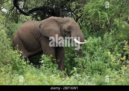 Der Afrikanische Buschelefant, auch Afrikanische Savannenelefant genannt, ist das größte lebende terrestrische Tier. Stockfoto