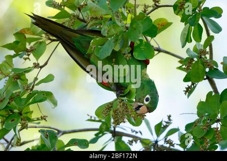 Der Hispaniolan Sittich oder perico ist eine Papageienart aus der Familie Psittacidae. Es ist endemisch auf der Insel Hispaniola. Stockfoto
