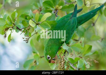 Der Hispaniolan Sittich oder perico ist eine Papageienart aus der Familie Psittacidae. Es ist endemisch auf der Insel Hispaniola. Stockfoto