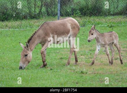 Persischer Onager. SCBI,Arten: Hemionus onager,Gattung: Equus,Familie: Equidae,Ordnung: Perissodactyla,Klasse: Mammalia,Stamm: Chordata,Königreich: Animalia,Persischer Onager,Onager,Huftiere,Ungerade-Huftiere,Front Royal,Fohlen,Baby,jung Stockfoto