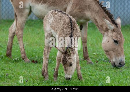 Persischer Onager. SCBI,Arten: Hemionus onager,Gattung: Equus,Familie: Equidae,Ordnung: Perissodactyla,Klasse: Mammalia,Stamm: Chordata,Königreich: Animalia,Persischer Onager,Onager,Huftiere,Ungerade-Huftiere,Front Royal,Fohlen,Baby,jung Stockfoto