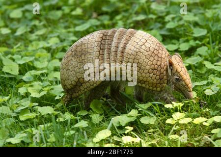 La Plata Dreibanderolben Armadillo. Art: Matacus,Gattung: Tolypeutes,Familie: Dasypodidae,Ordnung: Cingulata,Klasse: Mammalia,Stamm: Chordata,Königreich: Animalia,Armadillo,Dreibändige Armadillo,Edentate,Xenarthara,La Plata Dreibändige Armadillo,Südliche Dreibändige Armadillo,SMH,kleines Mammalhaus,waagerecht Stockfoto