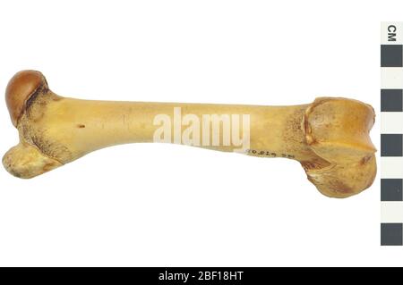 Schwein Dieses Objekt ist Teil der Sammlung Bildung und Öffentlichkeitsarbeit, von denen einige im Q?rius Science Education Center sind und zu sehen sind.Right femur114 Jan 2020 Stockfoto