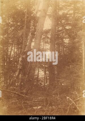 Untitled from the Portfolio The Forest Adirondack Woods. Stockfoto