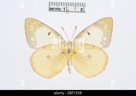 Colias philodice f nigrofasciata. Juli 20161, 14 Stockfoto