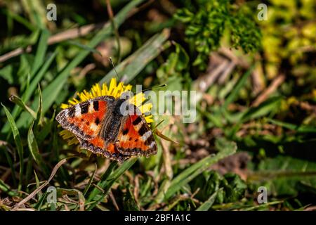 Nahaufnahme des kleinen Tortoiseshell Schmetterlings auf dem gelben Löwenzahn Blütenkopf Stockfoto