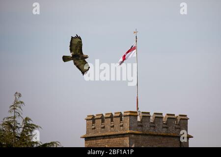 Nahaufnahme des Buzzard, der über den Kirchturm fliegt, mit dem englischen St. Georges Cross Flagge Stockfoto