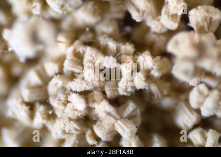 Aspergillus (Schimmel) unter Mikroskopsicht im Labor. Stockfoto