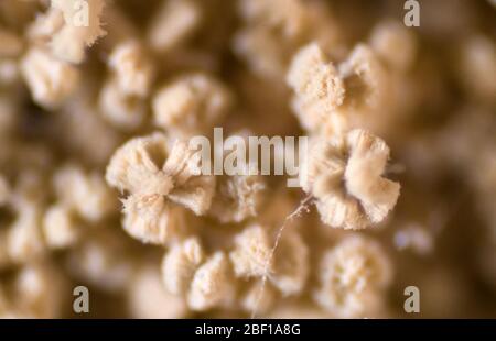 Aspergillus (Schimmel) unter Mikroskopsicht im Labor. Stockfoto