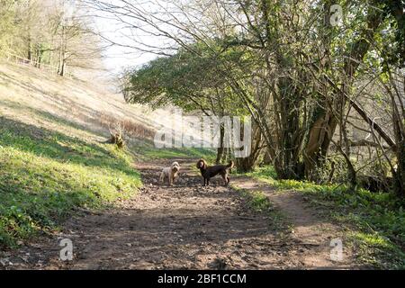 Hund spaziert im Wald Stockfoto
