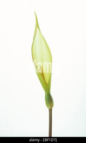 Pflanzen. Studio-Bild von einer einzigen, wilden Arum Lilie Blume. Kuckucksuhr. (Arum maculatum). Stockfoto