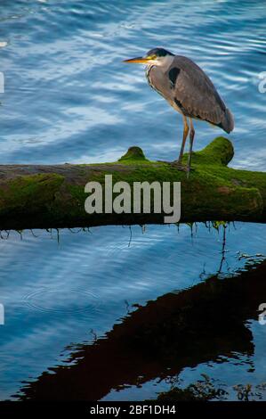 Ein Graureiher (Ardea cinerea) auf einem alten Baumstamm am Fluss Tweed, Großbritannien Stockfoto