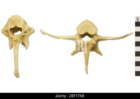 Hausschwein Hausschwein Dieses Objekt ist Teil der Sammlung Bildung und Öffentlichkeitsarbeit, von denen einige im Wissenschaftsbildungszentrum Q?rius zu sehen sind.114 Jan 2020 Stockfoto