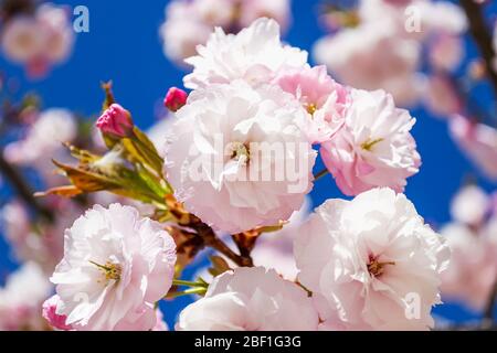 Fragile, üppige Blüten von rosa Sakura gegen hellblauen Himmel an einem sonnigen apriltag. Blühende Bäume in Parks, Gärten und Obstgärten. Frühling. Nahaufnahme. Stockfoto