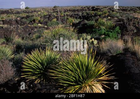 Sotol in Lavastrom entlang Malpais Nature Trail, Valley of Fires Recreation Site, New Mexico Stockfoto